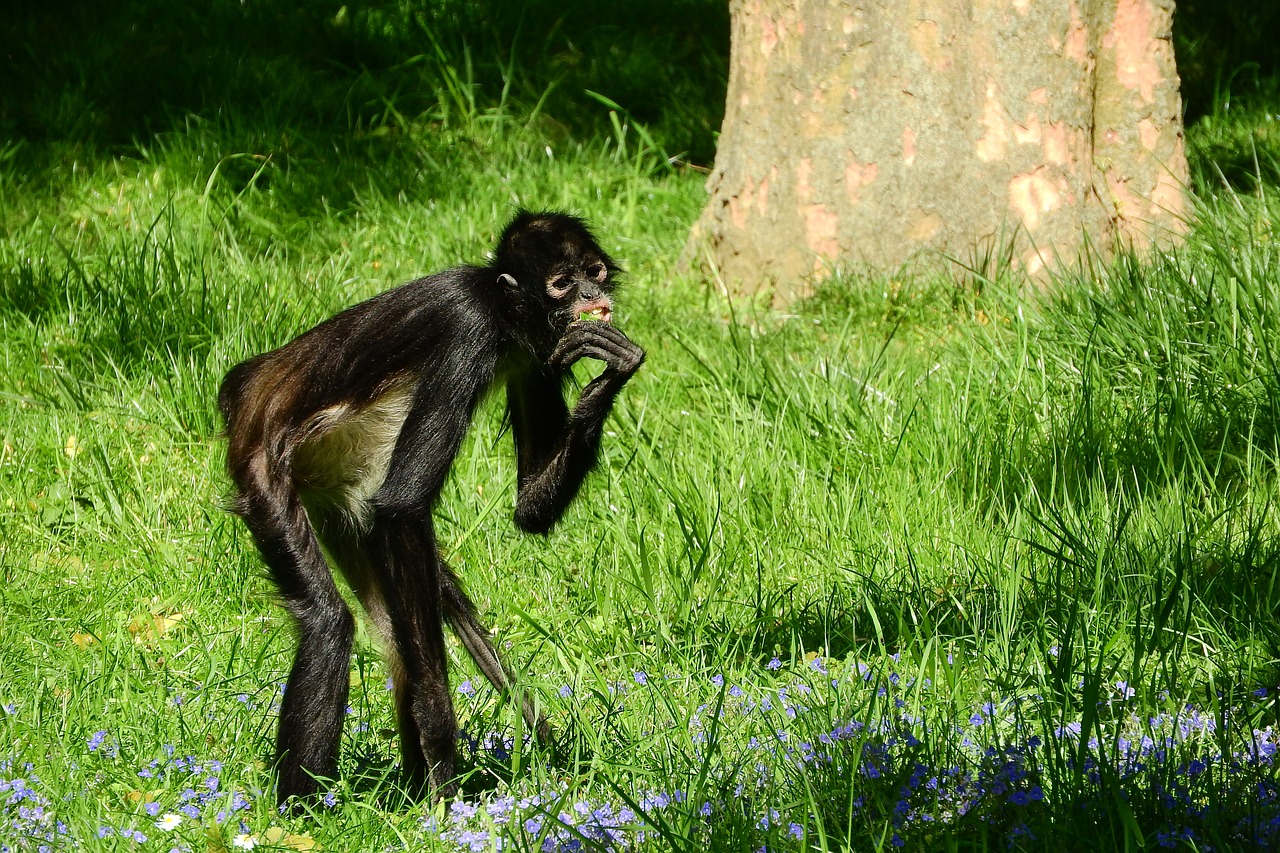 geoffroy's spider monkey ateles geoffroyi primates free photo
