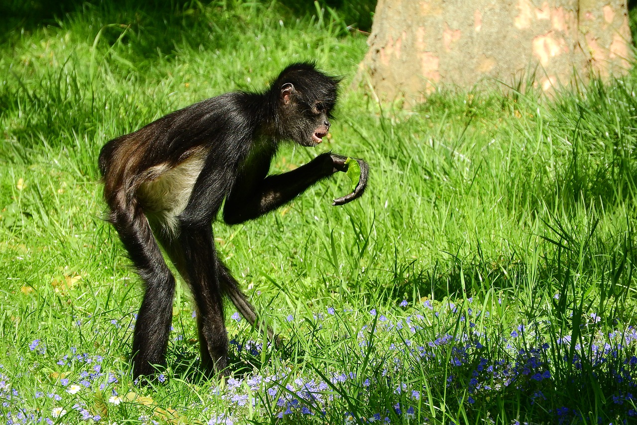 geoffroy's spider monkey ateles geoffroyi primates free photo