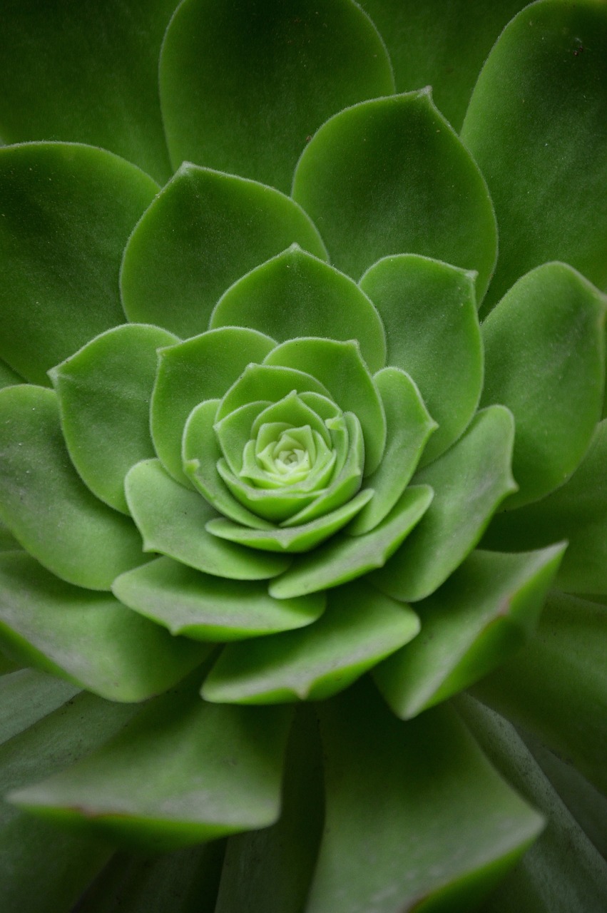 geometry  spiral  plant free photo