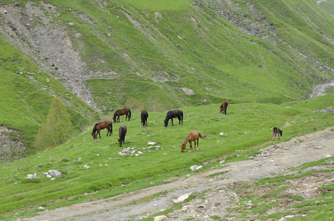 georgia horses the horse free photo