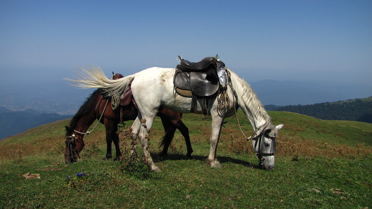 georgia  rally  horse riding free photo