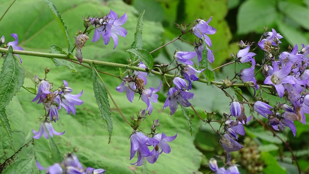 batumi flowers mountains free photo