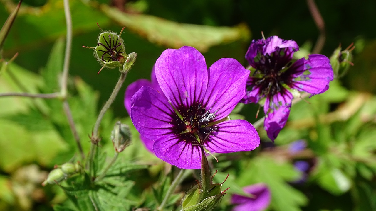 batumi flowers mountains free photo