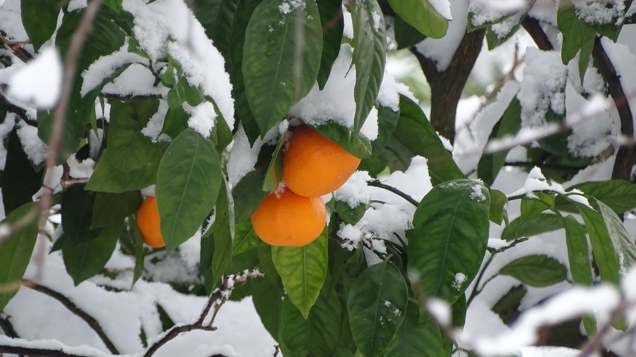 georgia snow tangerine free photo