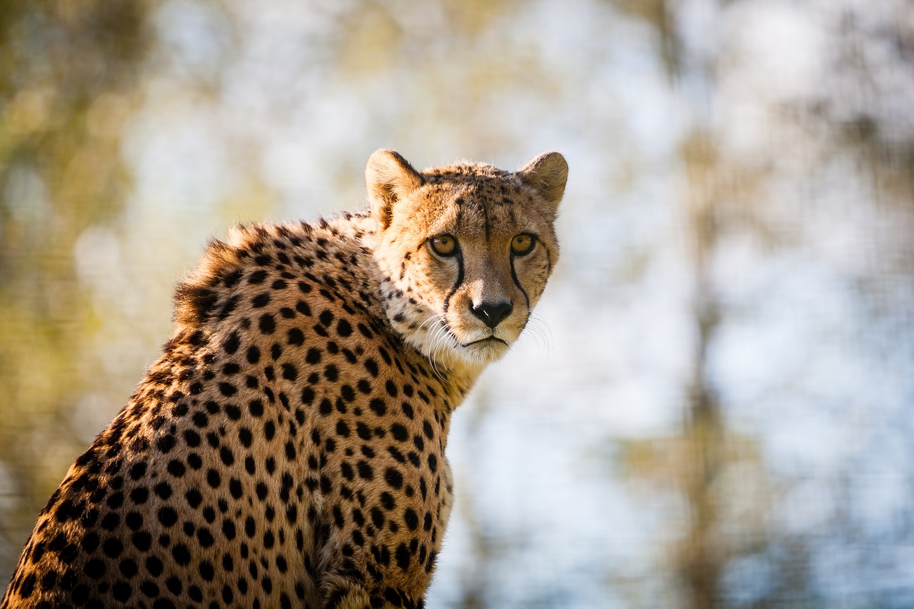 gepard cheetah big cat free photo