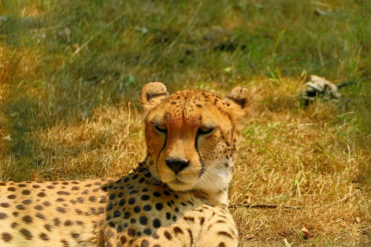 gepardin  big cat  portrait free photo