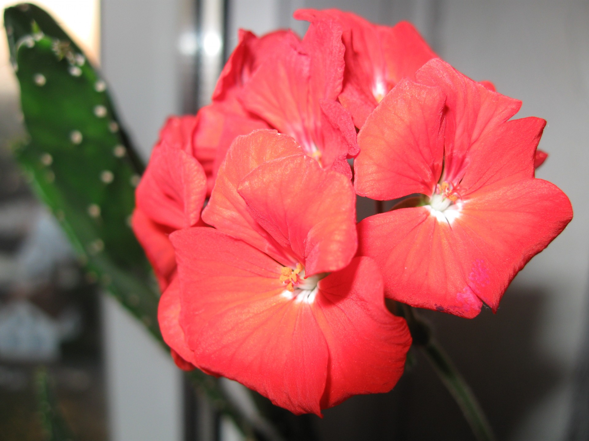 red flower geranium free photo