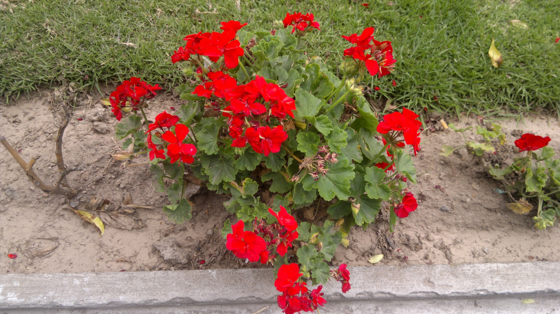 red geranium geranium free photo