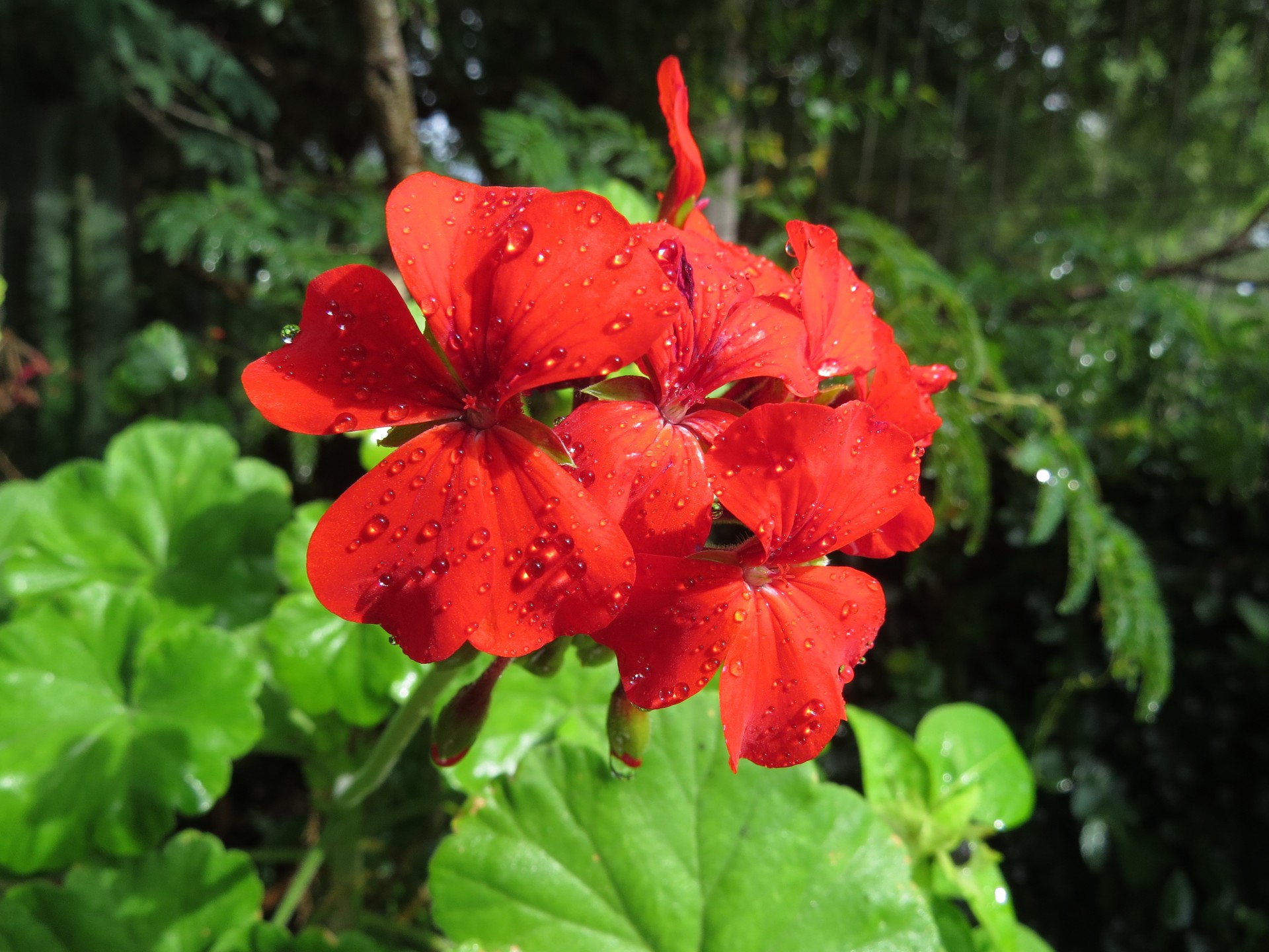 flower red geranium free photo