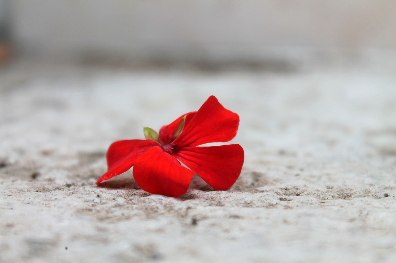 geranium red flower gerani free photo