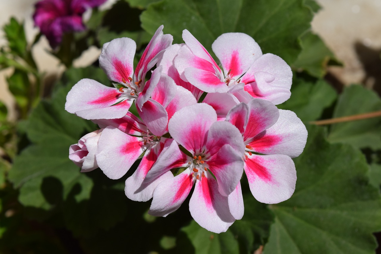 geranium flower pelargonium free photo