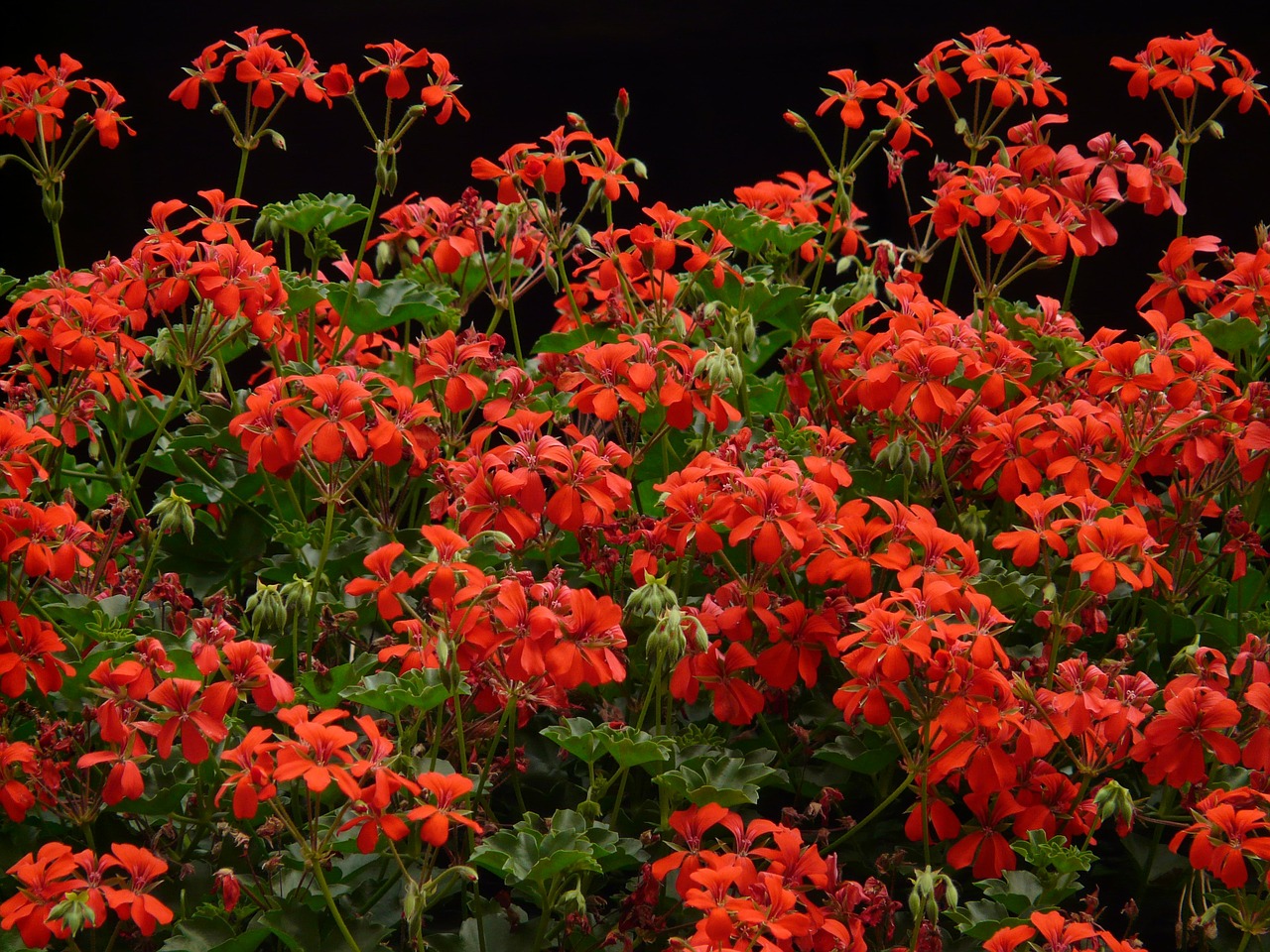 geranium red flora free photo