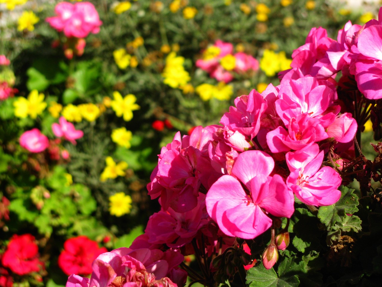 geranium flower pink free photo