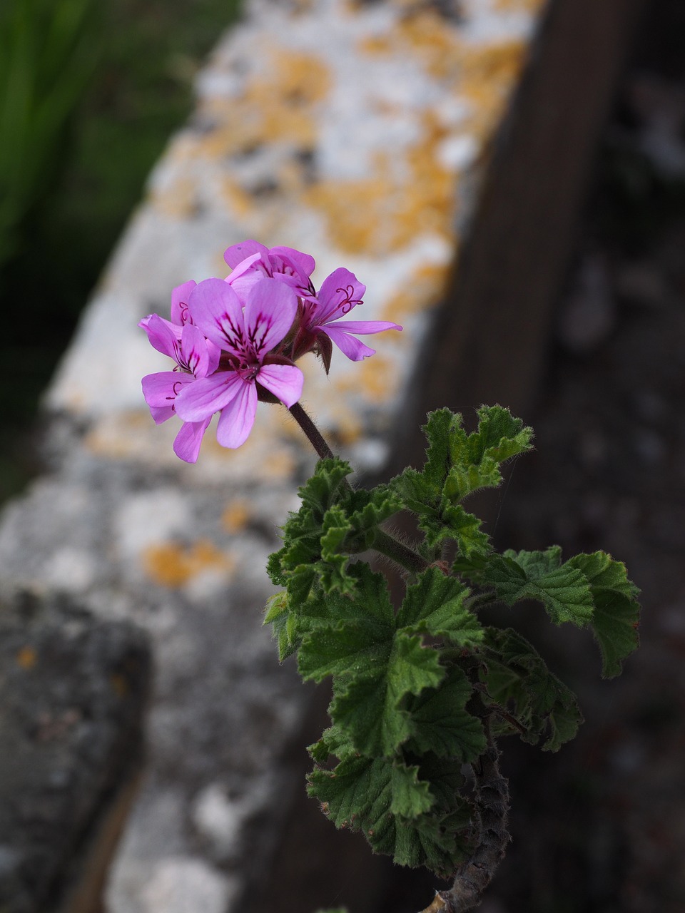 geranium blossom bloom free photo