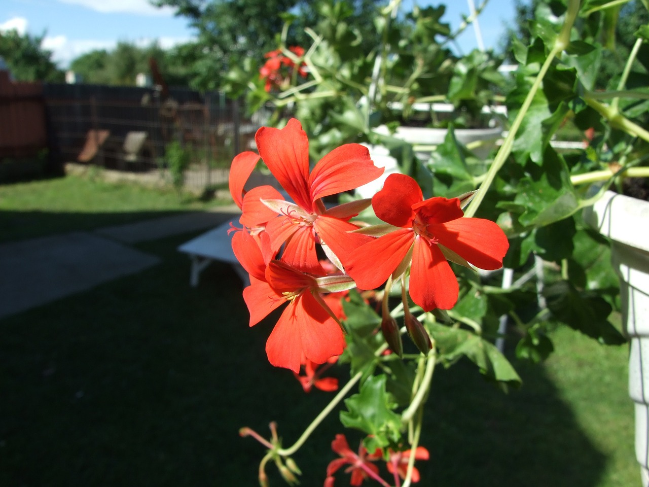 geranium flower red flower free photo