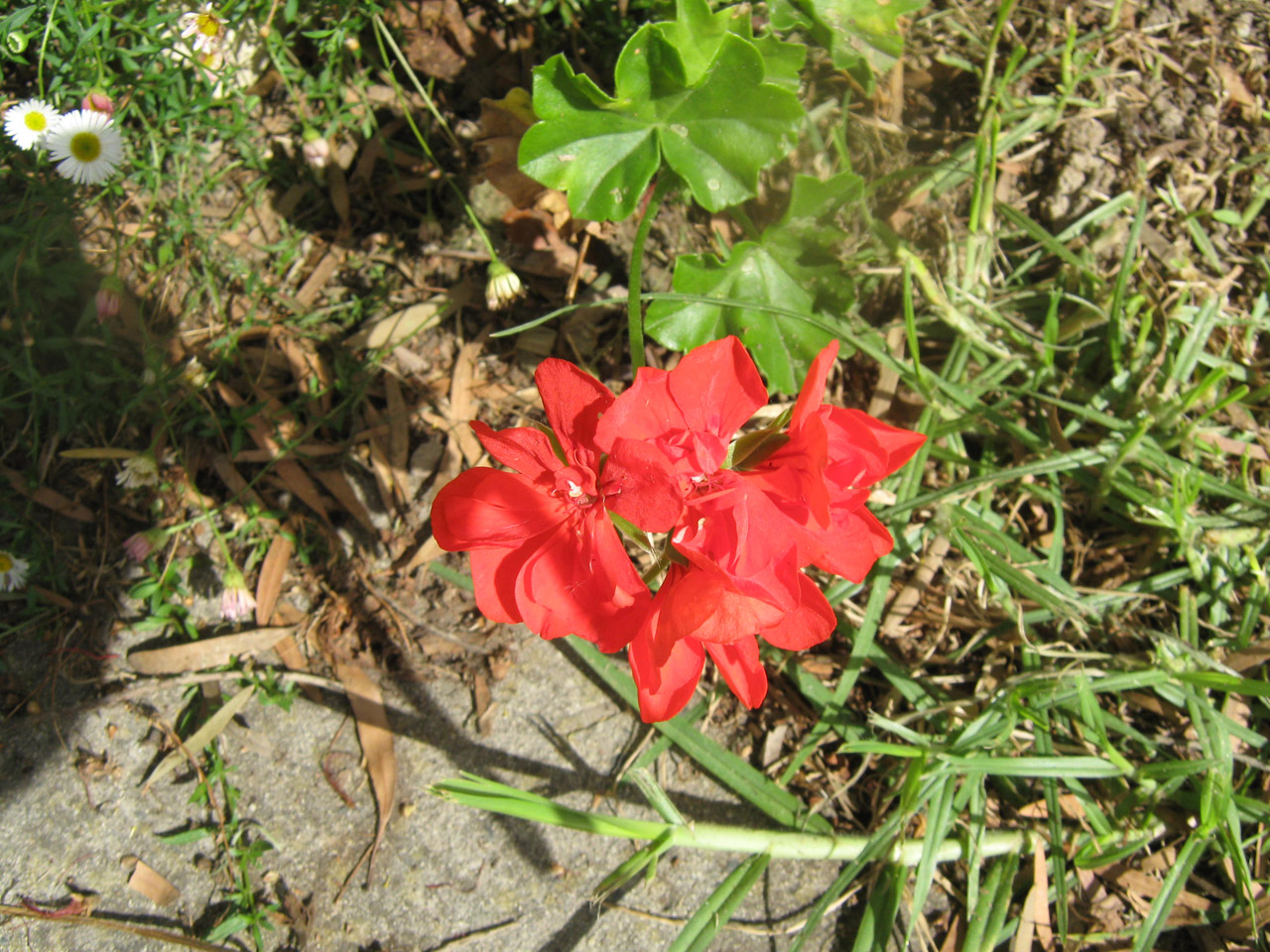 red flower climbing free photo