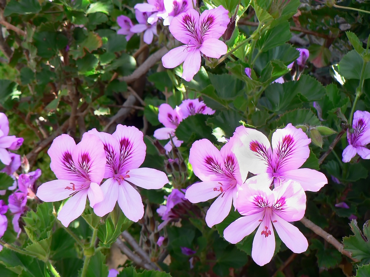 geranium pelargonium pink flowers free photo