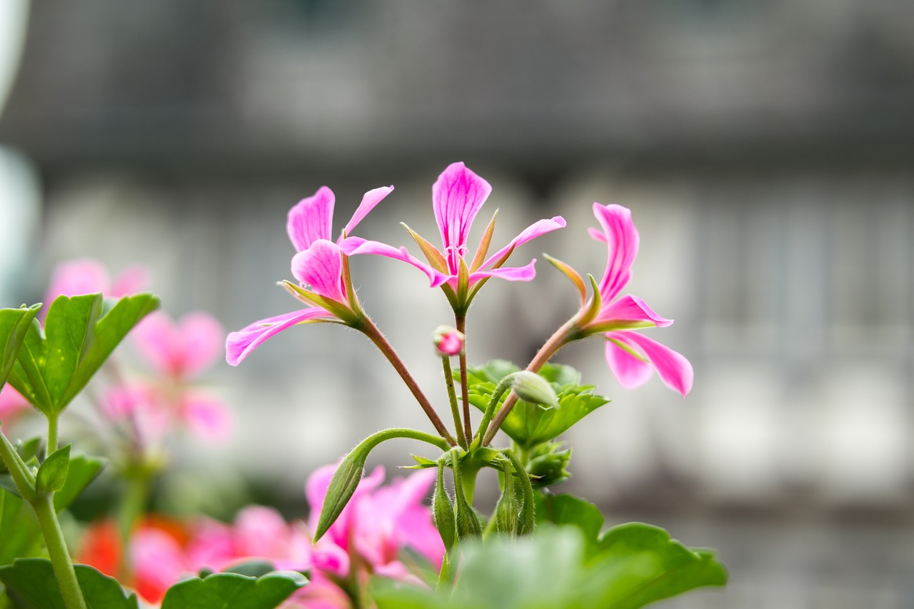 geranium cranesbill pink free photo