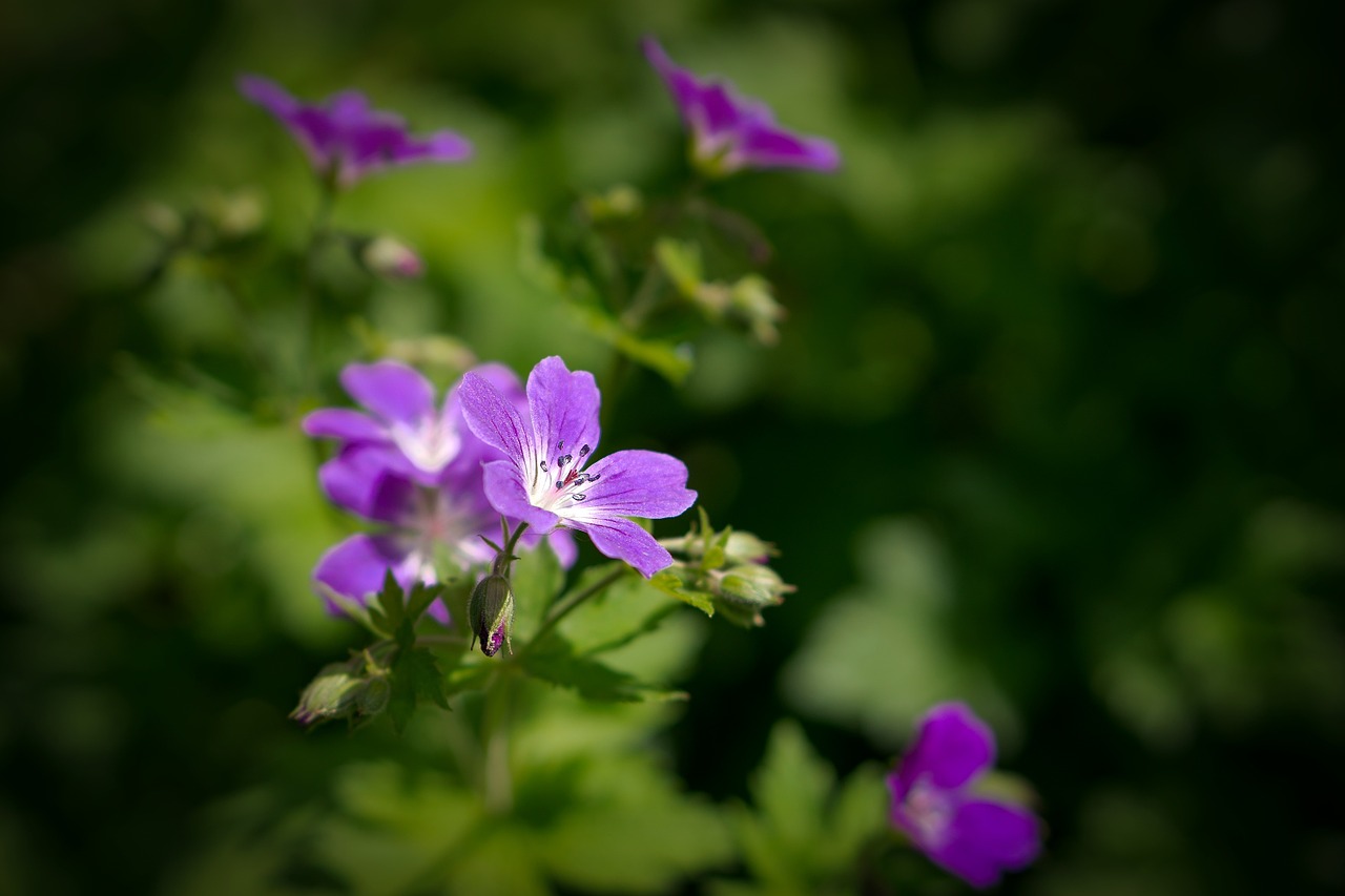 geranium flower purple free photo