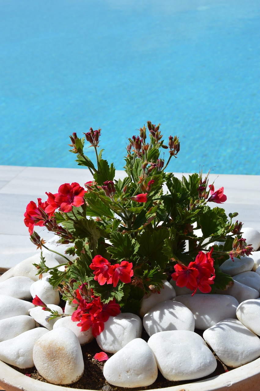 geranium flowers flower bowl free photo