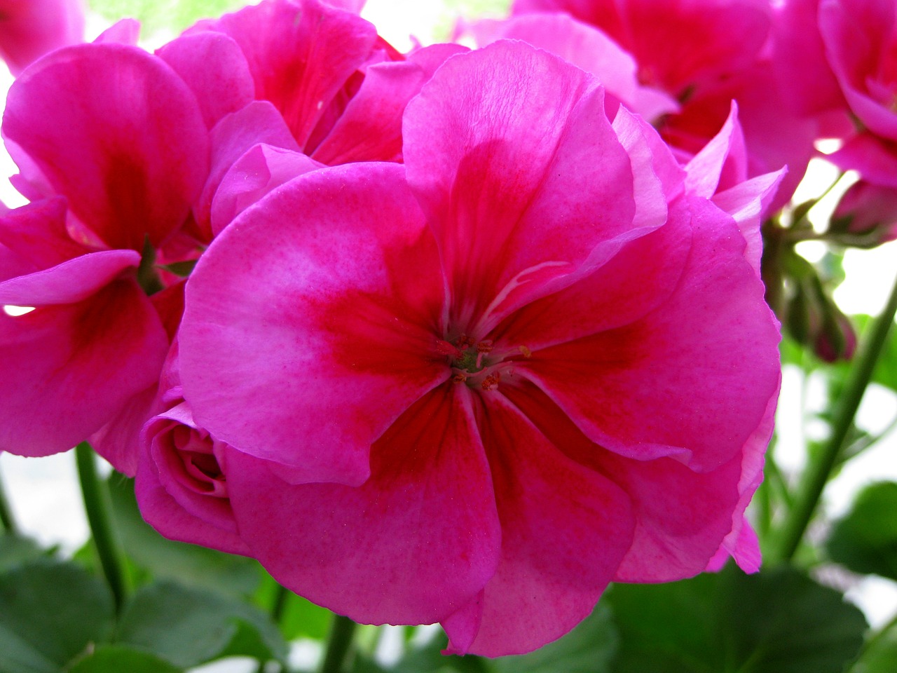 geranium flora petal free photo