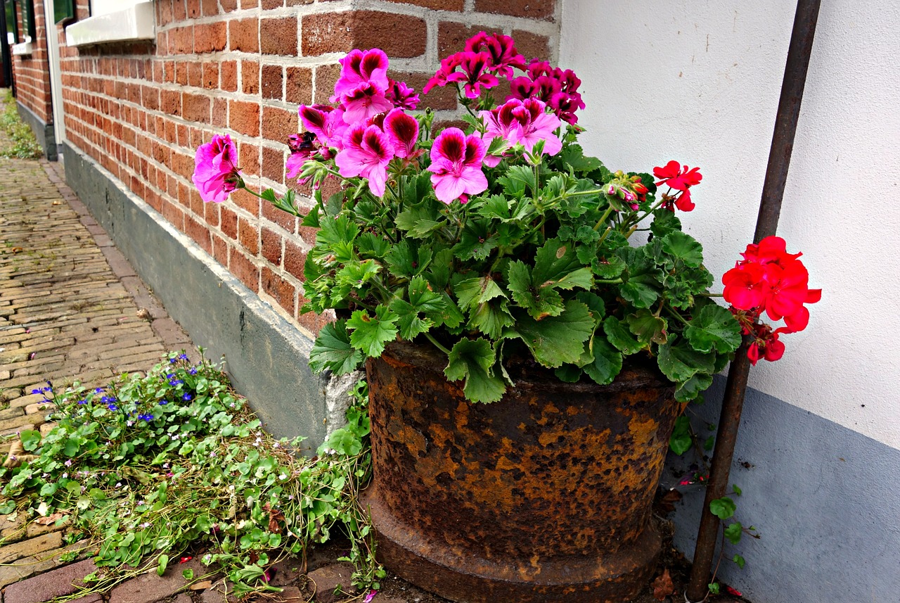 geranium flower pot free photo