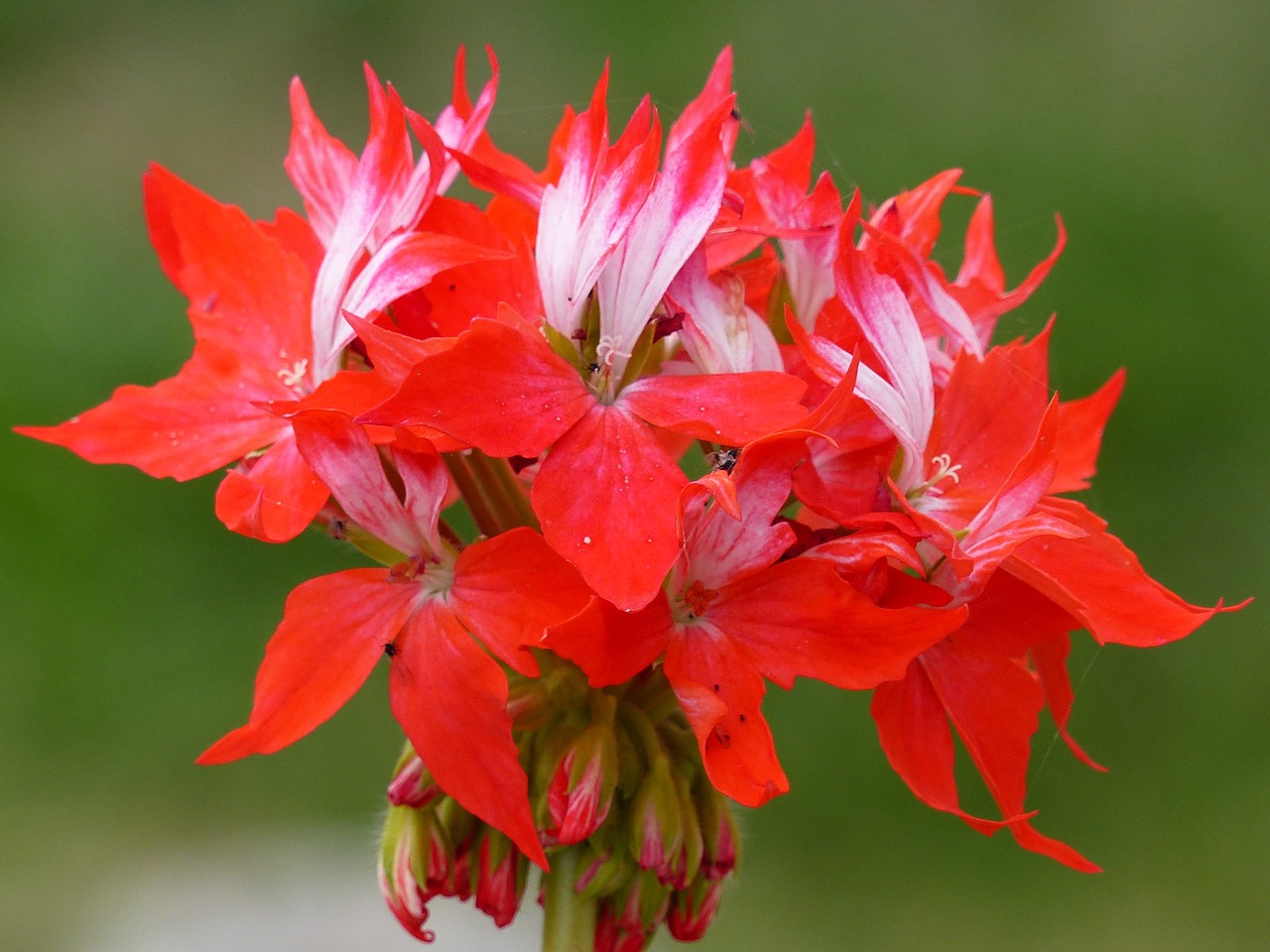 geranium flower red free photo