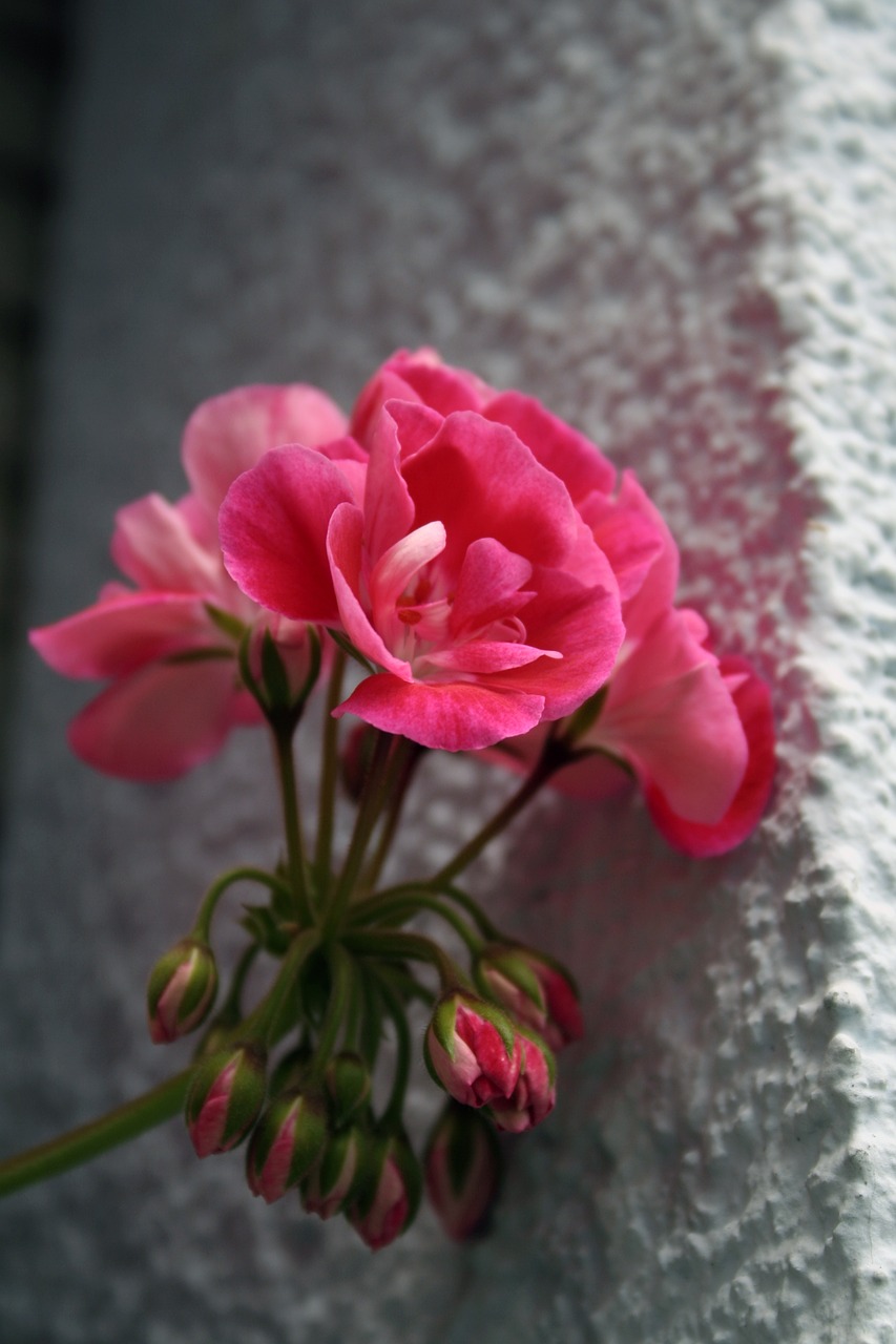 geranium flowers nature free photo