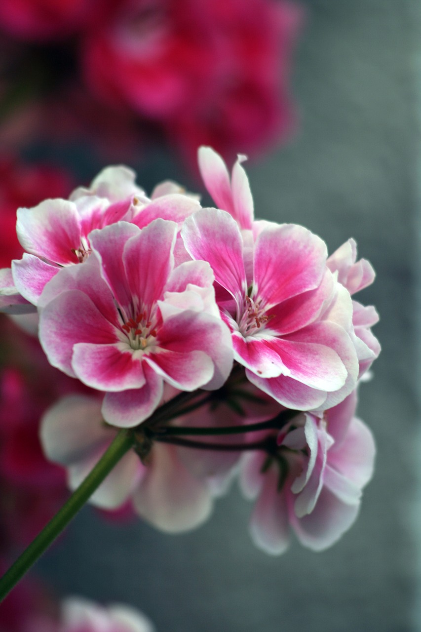 geranium flower ornamental plant free photo