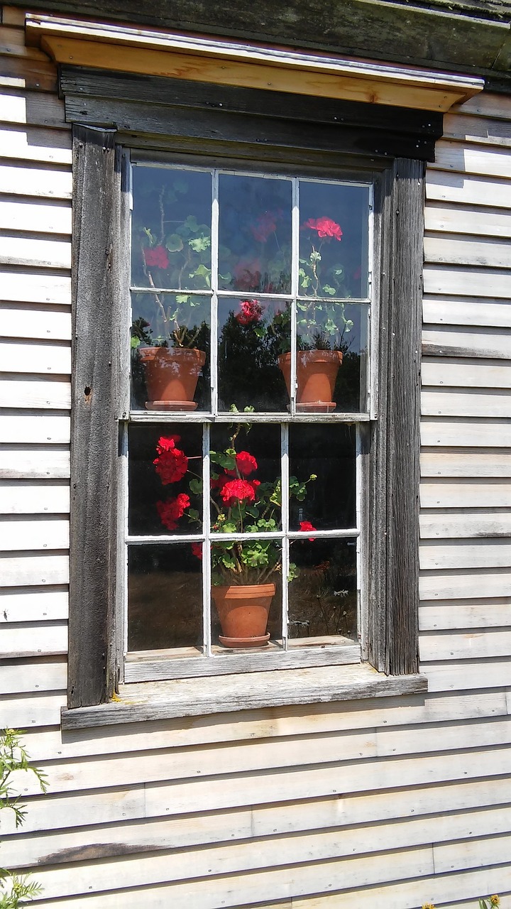 geranium window red free photo