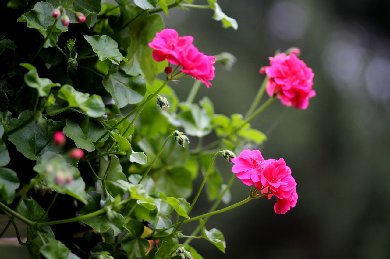 geranium flower pink free photo