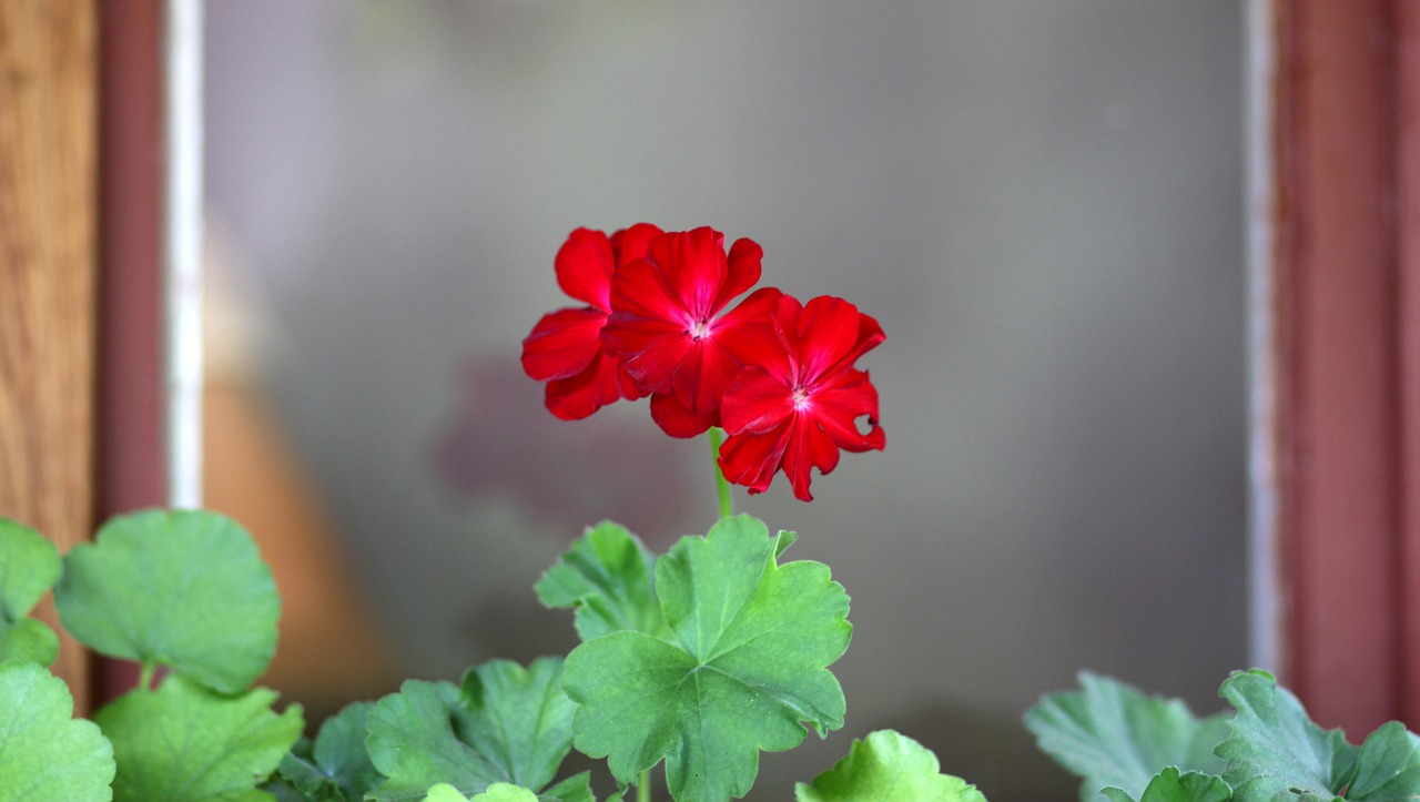 geranium flower red free photo