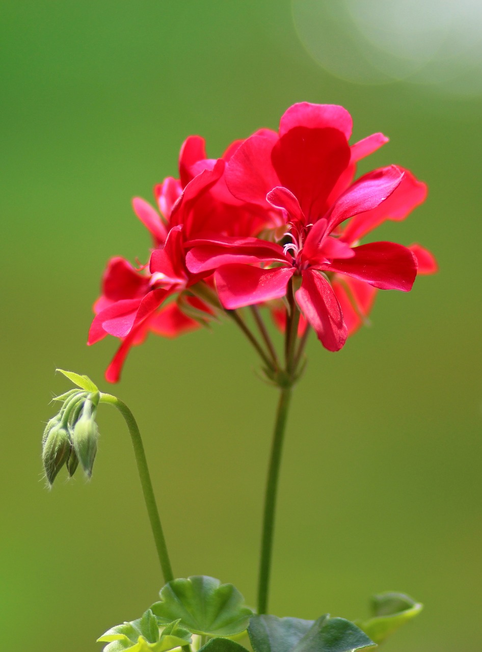 geranium flower red free photo