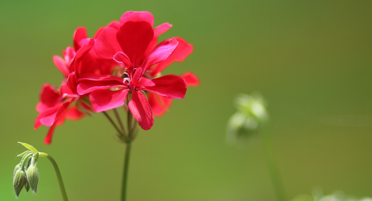 geranium flower red free photo