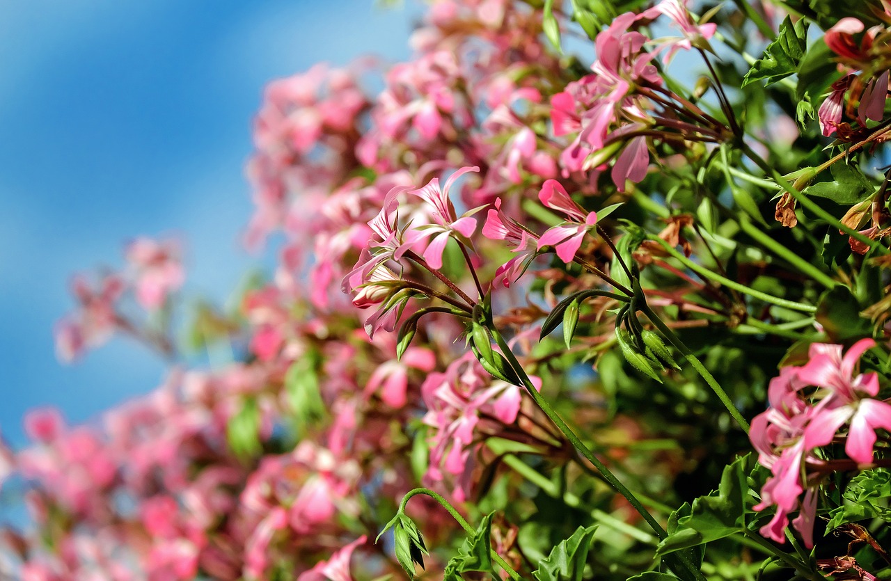 geranium flowers blossom free photo