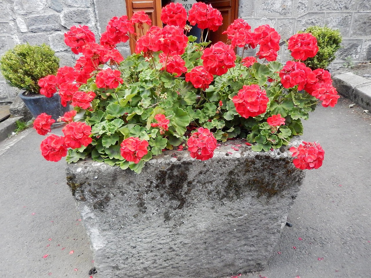 geranium flowers old village free photo