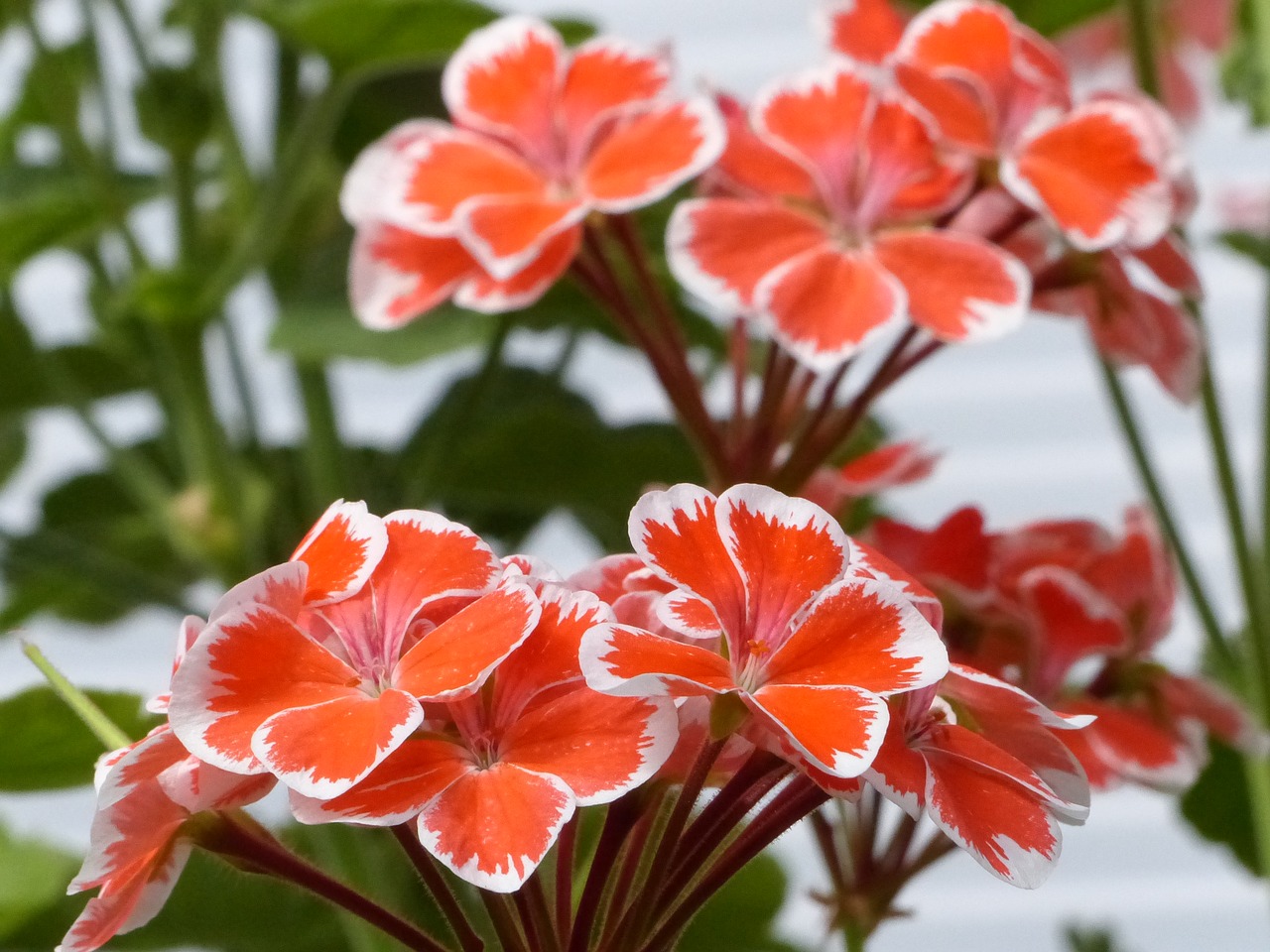 geranium greenhouse flowers free photo