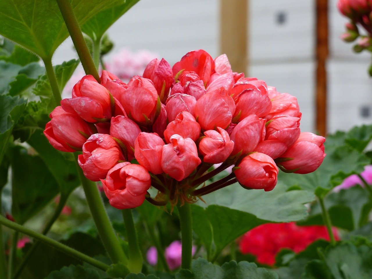 geranium flower plant free photo