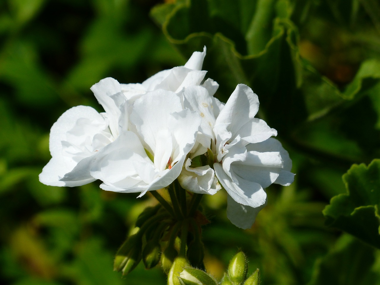 geranium white flower free photo