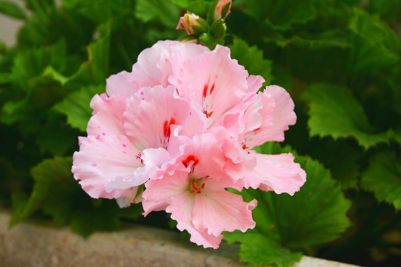 geranium flowers plants free photo