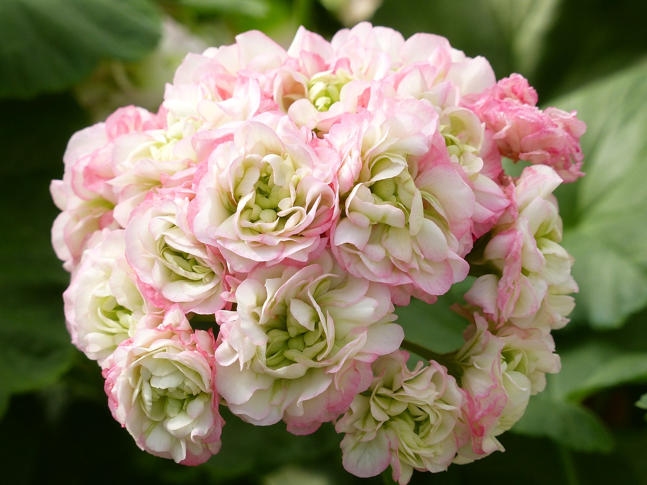 Geranium,colors,double,greenhouse,summer free image from