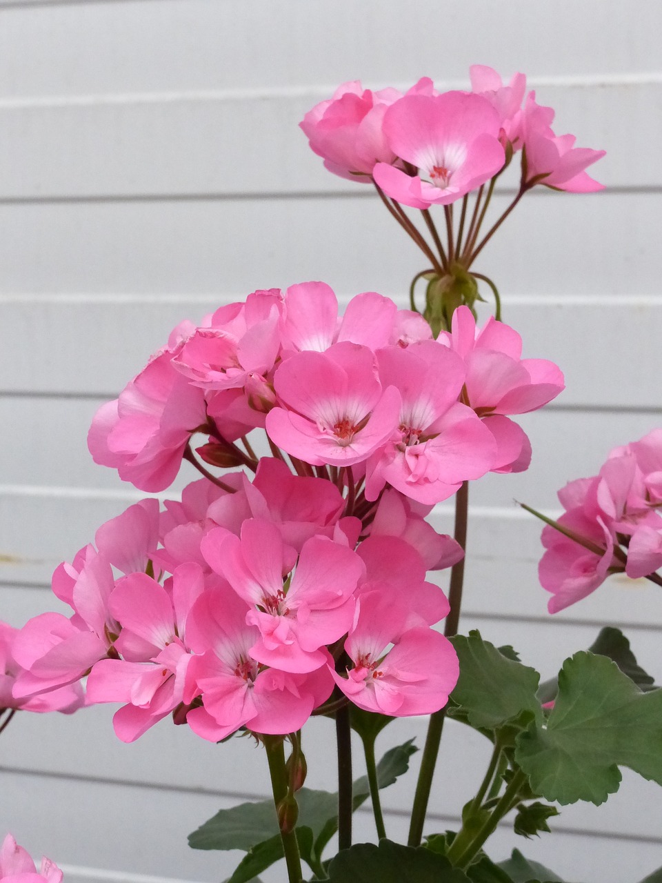 geranium pink greenhouse free photo