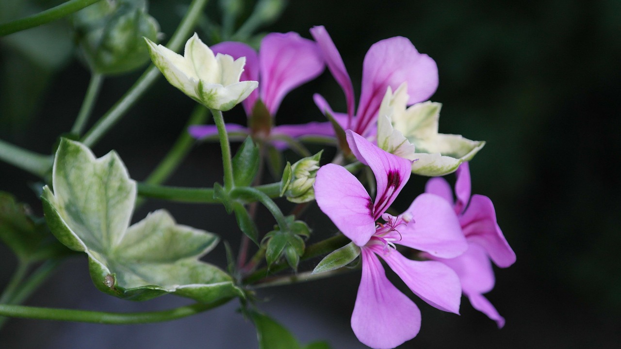 geranium petal plant free photo