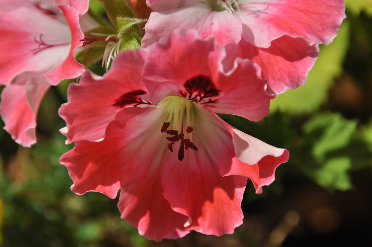 geranium flower pink flower free photo