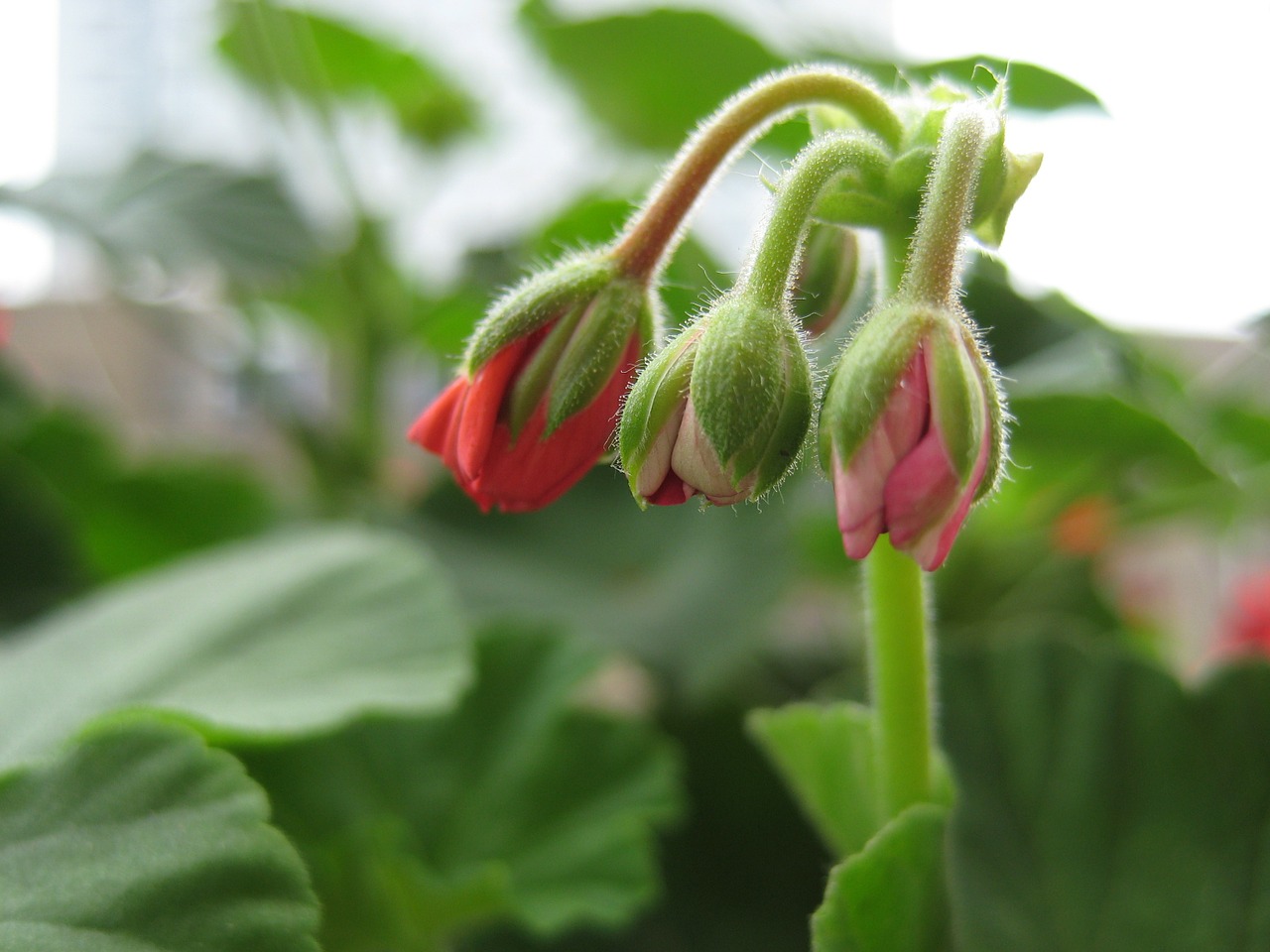 geranium geranium buds pink free photo