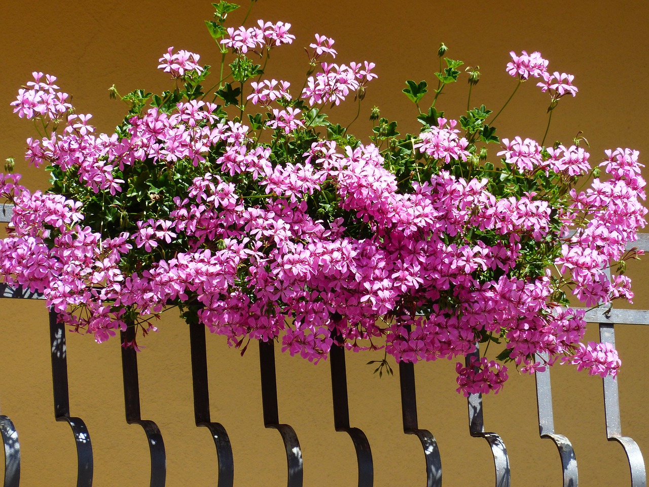 geranium flowers pink free photo
