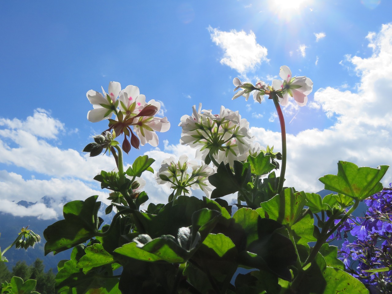 geranium sky plant free photo