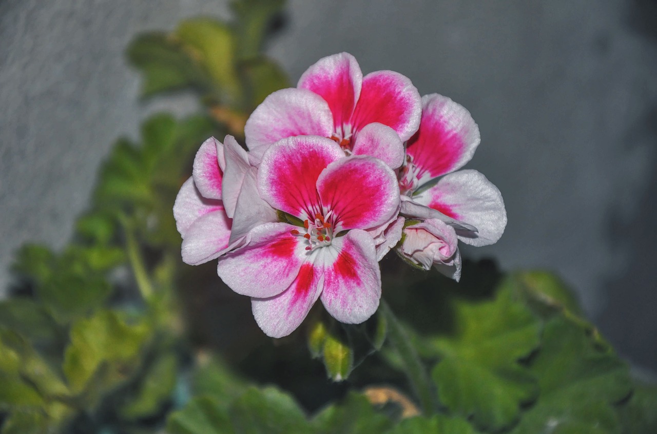 geranium houseplants up free photo