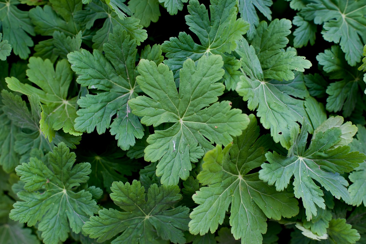 geranium flowers background free photo