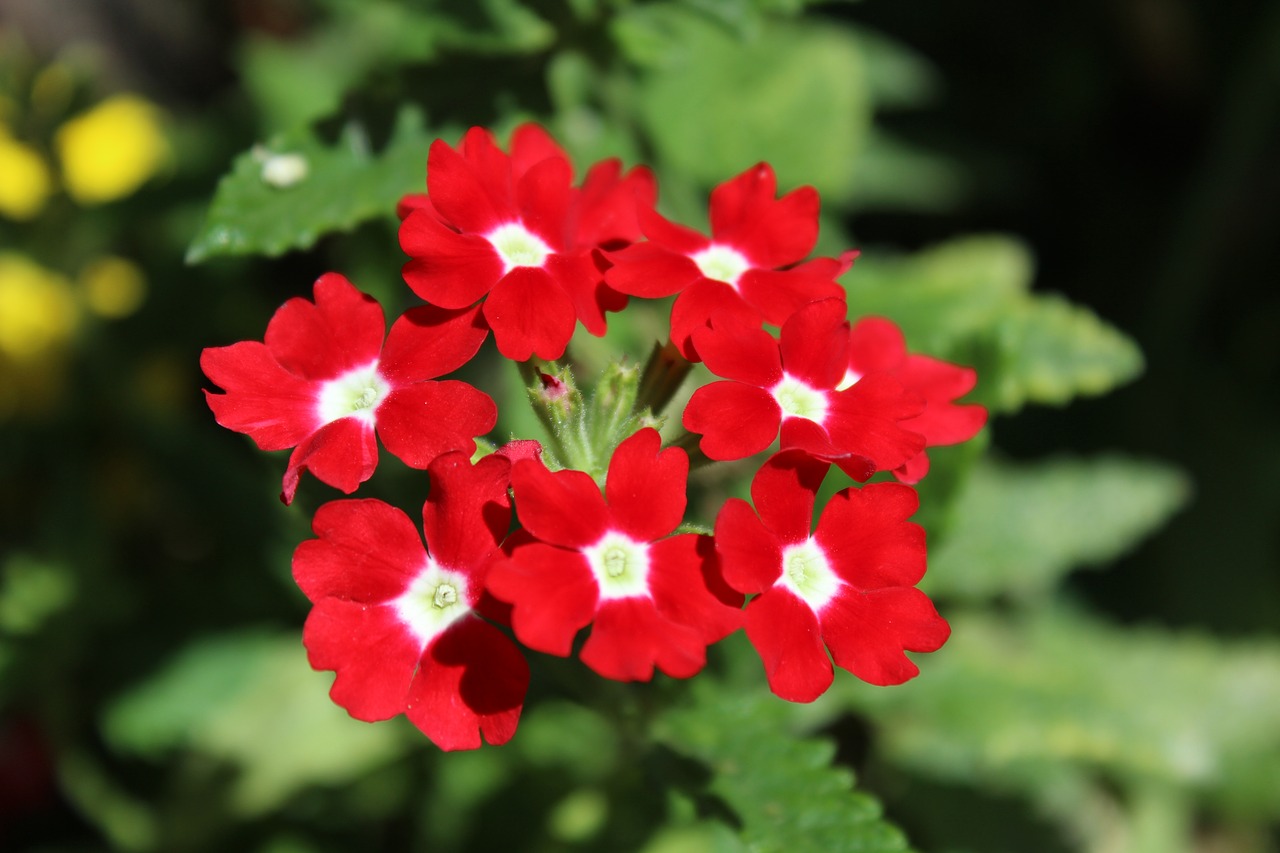 geranium flowers summer free photo